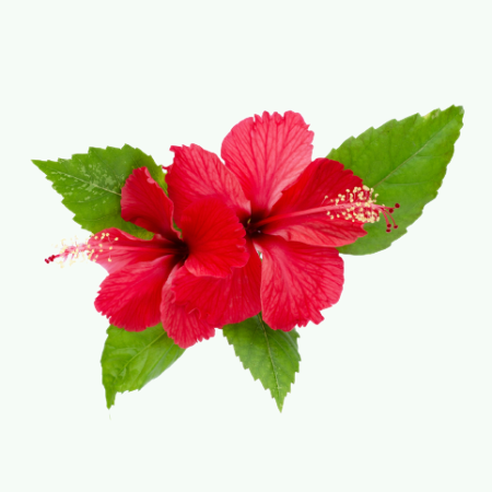 Hibiscus