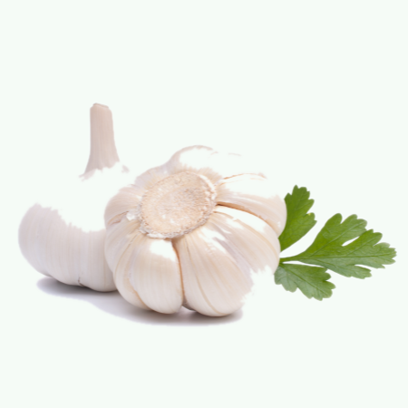 Garlic