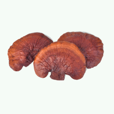 Reishi Extract