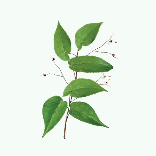 Goat Weed