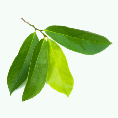 Soursop Leaves